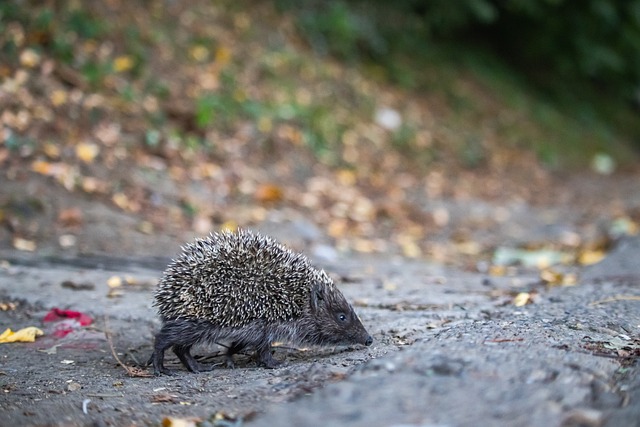 杯的竞争机 杯的竞争机