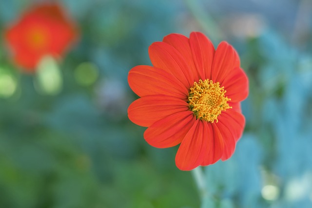 尽管沙特提 尽管沙特提